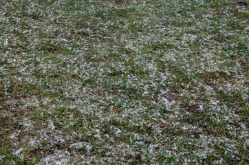 Lawn under the snow. Green grass in winter season. green grass under first snow. abstract autumn background.