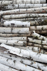 Background Of The Old Birch Logs