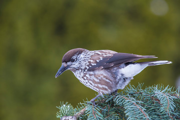 Eurasian Nutcracker (Nucifraga caryocatactes)