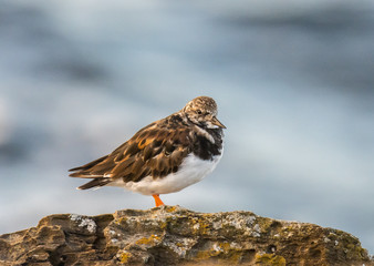 The birds on the coast exhibit their colors!