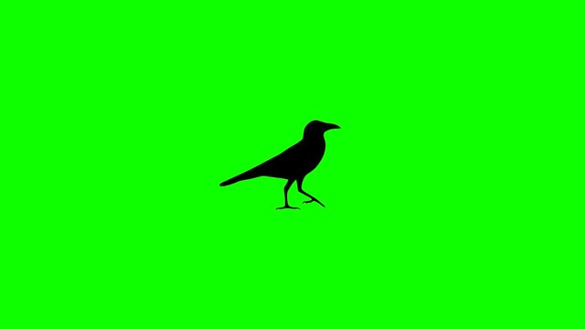 Silhouette of the walking crow, animation on the green background
