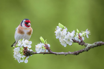 European Goldfinch ( Carduelis carduelis ) on a blossoming branch.