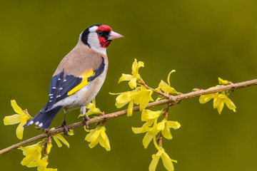 European Goldfinch (Carduelis carduelis)