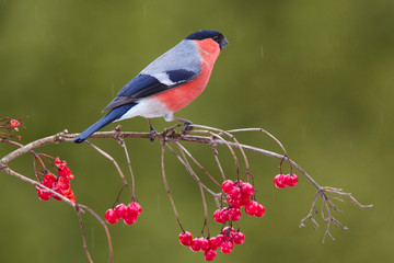Cute colorful eurasian bullfinch eating red berries.Pyrrhula pyrrhula, single male