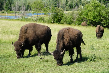 Bison