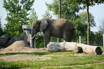 Naklejka premium Zoo Granby