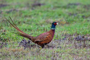 Fasan (Phasianus colchicus) Männchen läuft über Wiese, Baden-Württemberg, Deutschland