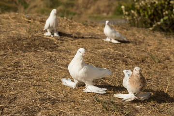 Breeding of rare thoroughbred pigeons at home