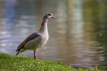 Adult Egyptian Goose (Alopochen aegyptiacus)