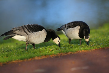 Barnacle Goose - Branta leucopsis