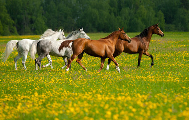 Naklejka na ściany i meble Beautiful horses on freedom in the field