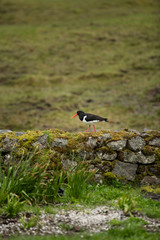Oystercatcher bird walking on stone wall in the Faroe Islands