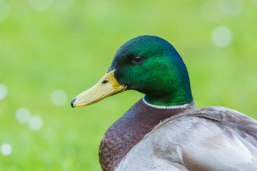 Male mallard duck swimming on a water. Green head. Detailed portrait.