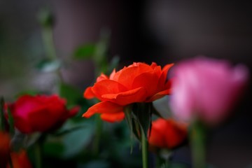 Fototapeta premium Rosas alaranjadas 