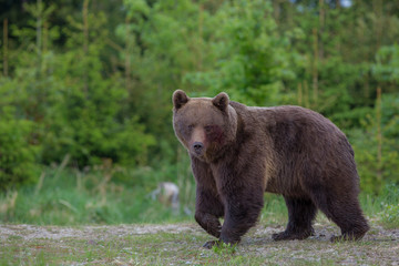  Brown bear (Ursus arctos) in the forest