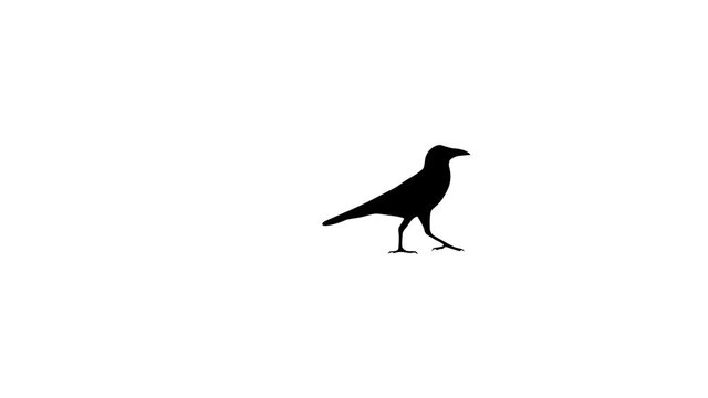 Silhouette of the walking crow, animation on the white background