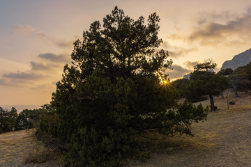 sunset over the mountains and juniper forest