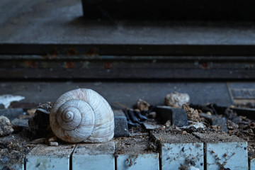 Altes Weinbergschneckenhaus auf Klavier