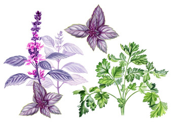 Botanical illustration of the aromatic herbs. Includes coriander, dill and basil. Used as print, packaging design, textile design, magazine or book illustration, poster, menu design element and so on.