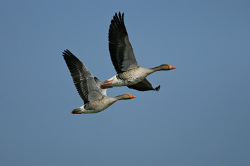 Graugans (Anser anser) Flugbild mit zwei Altvögeln, Baden-Wuerttemberg, Deutschland