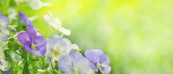 Poster kleurrijke viooltjesbloemen op groene achtergrond in een tuin © Nitr