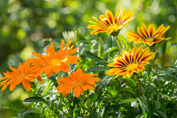 gazania flower or african daisy in a garden