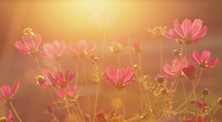 red cosmos flowers in a field at sunset background