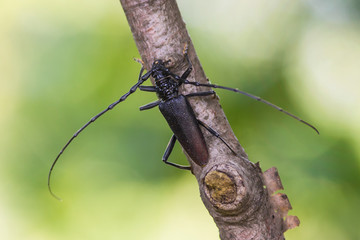 Longhorn beetle Cerambyx cerdo
