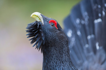 Capercaillie (Tetrao urogallus) male in the central european forest