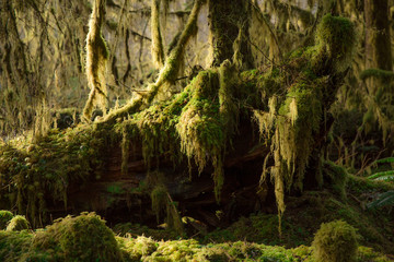 Moss covered trees in the Hoh Rainforest in the Pacific Northwest