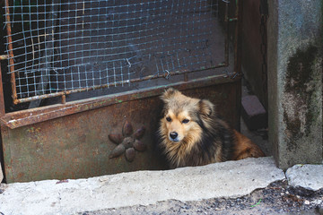 hungry Ukrainian stray dog ​​asks for food