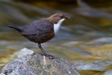 Cinclus cinclus, White-throated Dipper standing on rock in shallow cold water