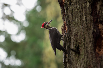 Woodpecker on a tree in an forest in the Pacific Northwest