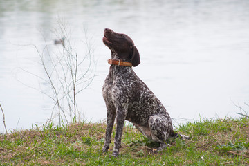 spotted dog of the German Kurzhaar breed in a park by the river
