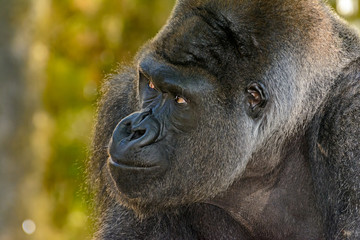 Male Silverback Western Lowland gorilla, (Gorilla gorilla gorilla) close-up portrait with vivid details of face, eyes.