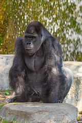 Fototapeta premium Male Silverback Western Lowland gorilla, (Gorilla gorilla gorilla) Full length portrait with vivid details of face, eyes.
