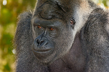 Male Silverback Western Lowland gorilla, (Gorilla gorilla gorilla) close-up portrait with vivid details of face, eyes.