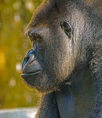 Male Silverback Western Lowland gorilla, (Gorilla gorilla gorilla) close-up portrait with vivid...