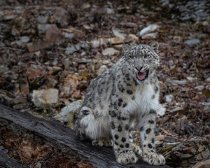 Snow Leopard Mystique Triple D