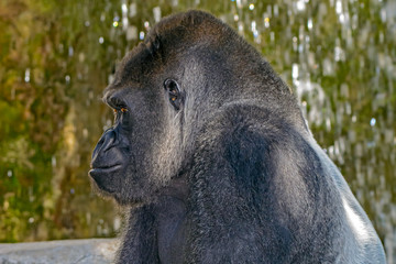 Male Silverback Western Lowland gorilla, (Gorilla gorilla gorilla) close-up portrait with vivid details of face, eyes.