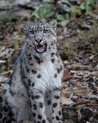 Fototapeta na wymiar Snow Leopard Mystique Triple D