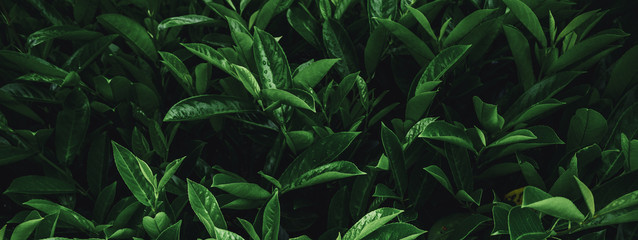 Tropical plant leaves