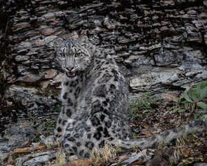 Snow Leopard Mystique Triple D