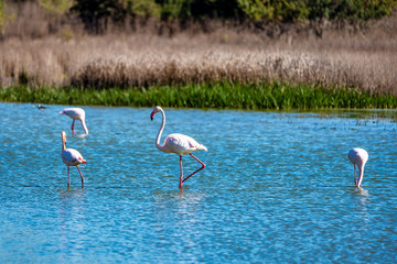 Greater Flamingos in Lagoon Fuente de Piedra, Andalusia, Spain
