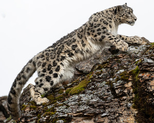 Fototapeta premium Snow Leopard Mystique Triple D