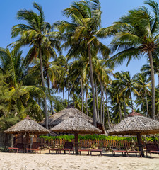 Fototapeta na wymiar Coconut palm trees Maldives resort hotel