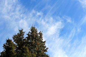  autumn forest against a cloudy sky