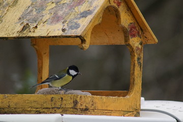Sikora ptak ,kolorowy ptak