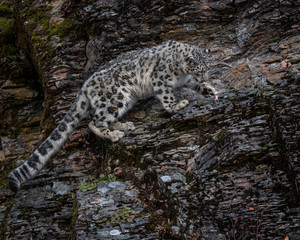 Snow Leopard Mystique Triple D