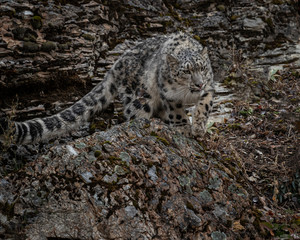 Snow Leopard Mystique Triple D